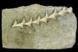 Archimedes Screw Bryozoan Fossil - Illinois #130226-1